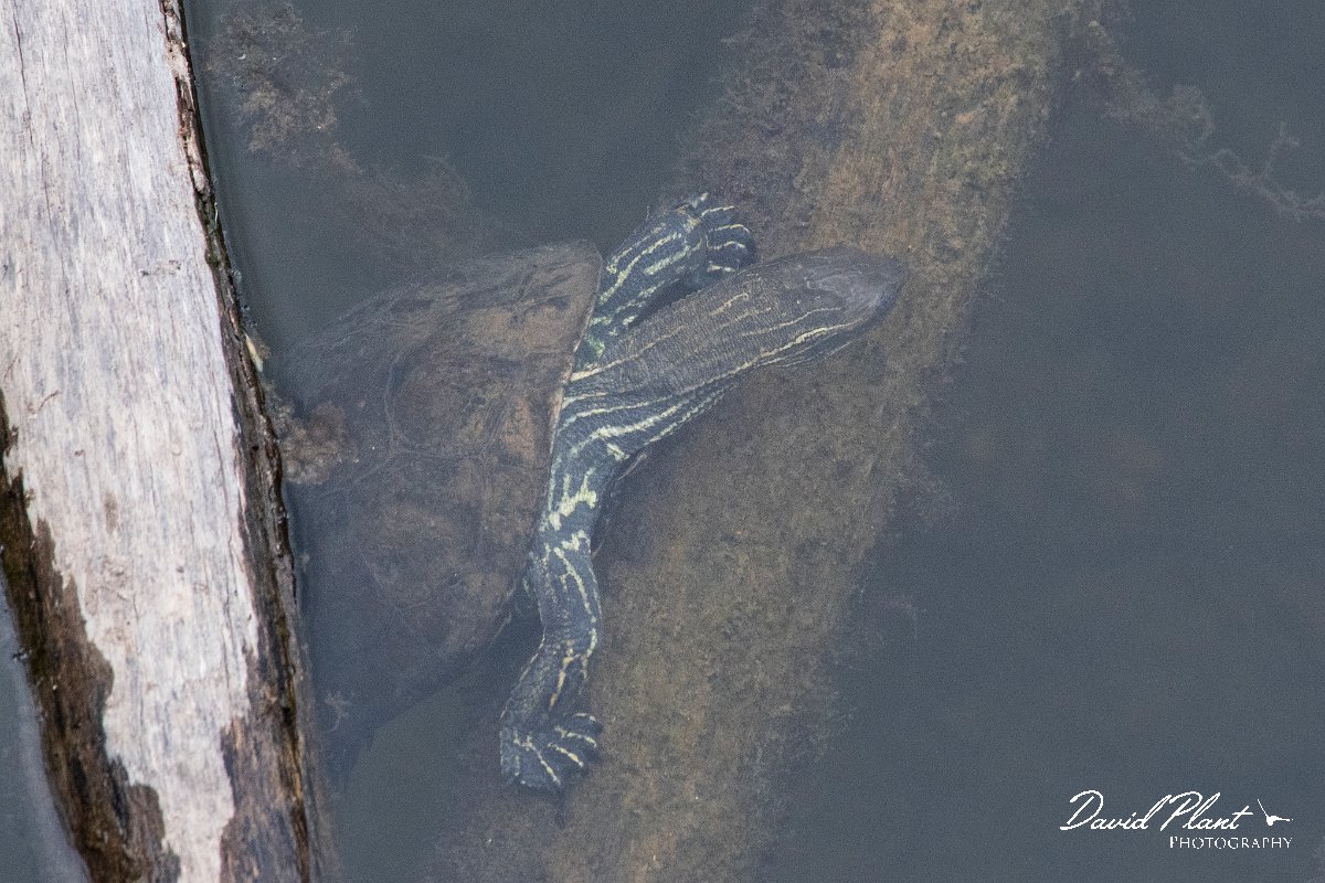 DPPhotography - Lesvos - Balkan pond turtle - K.jpg - Balkan pond turtle - Potamia Valley, Lesvos