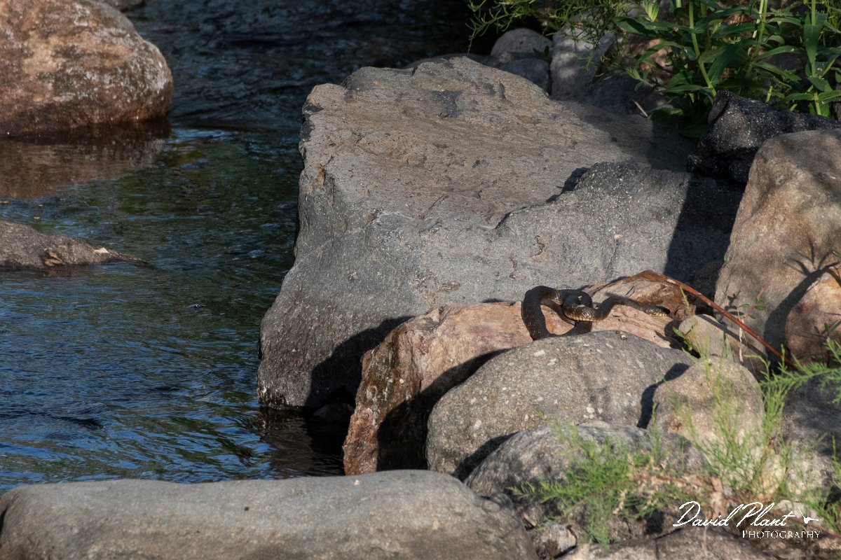 DPPhotography - Lesvos - Dice snake - A.jpg - Dice snake - Potamia Valley, Lesvos