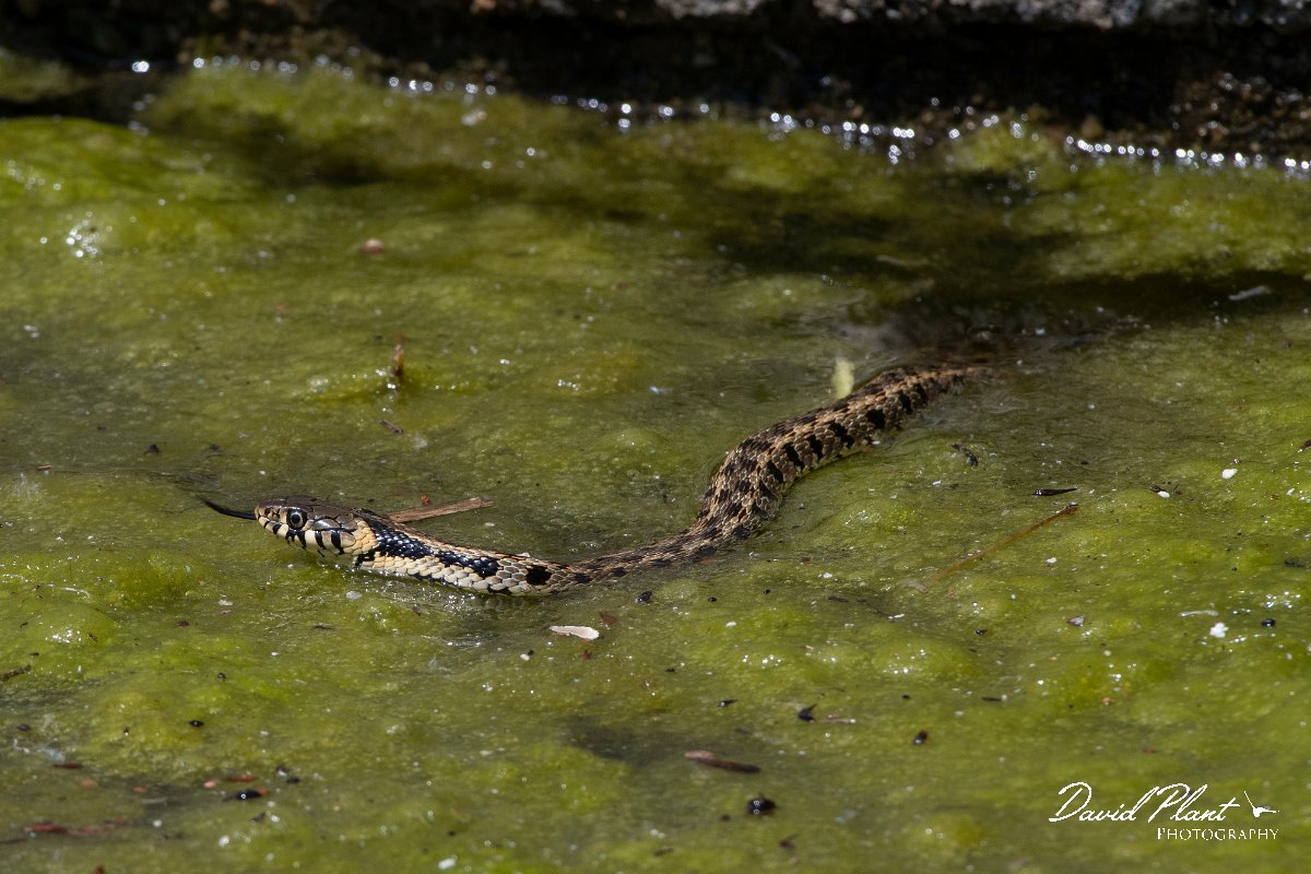 DPPhotography - Lesvos - Grass snake - B.jpg - Grass snake - Anaxos, Lesvos