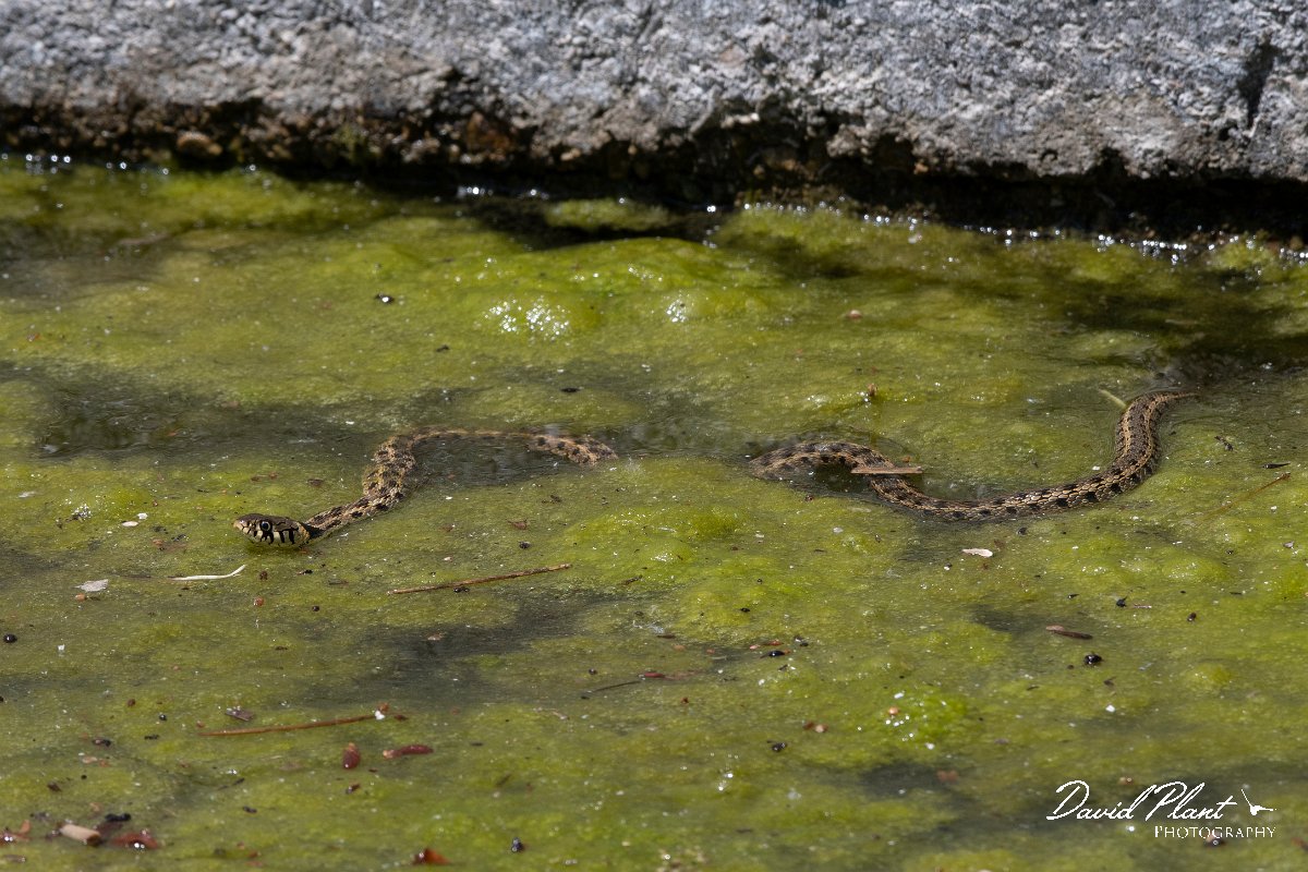 DPPhotography - Lesvos - Grass snake - C.jpg - Grass snake - Anaxos, Lesvos