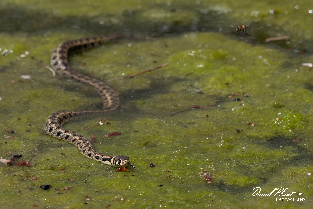 DPPhotography - Lesvos - Grass snake - D.jpg - Grass snake - Anaxos, Lesvos