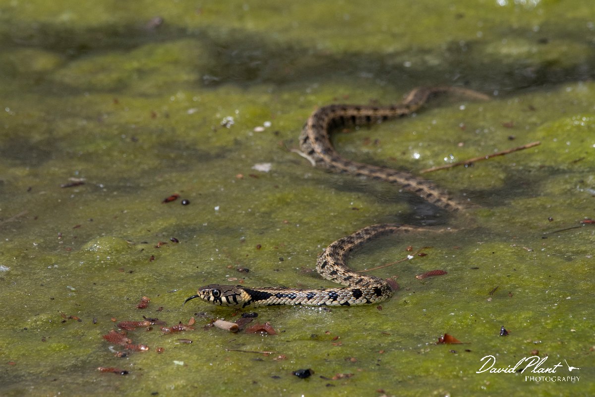 DPPhotography - Lesvos - Grass snake - E.jpg - Grass snake - Anaxos, Lesvos