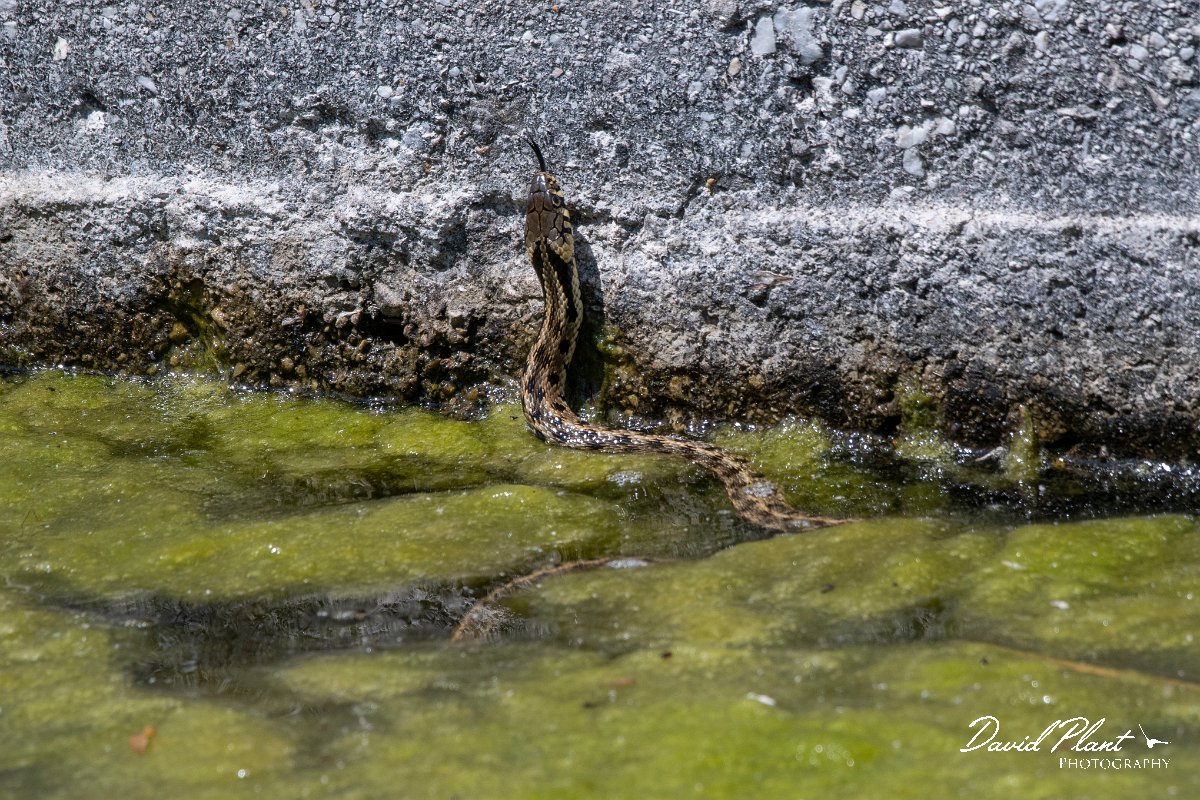 DPPhotography - Lesvos - Grass snake - F.jpg - Grass snake - Anaxos, Lesvos