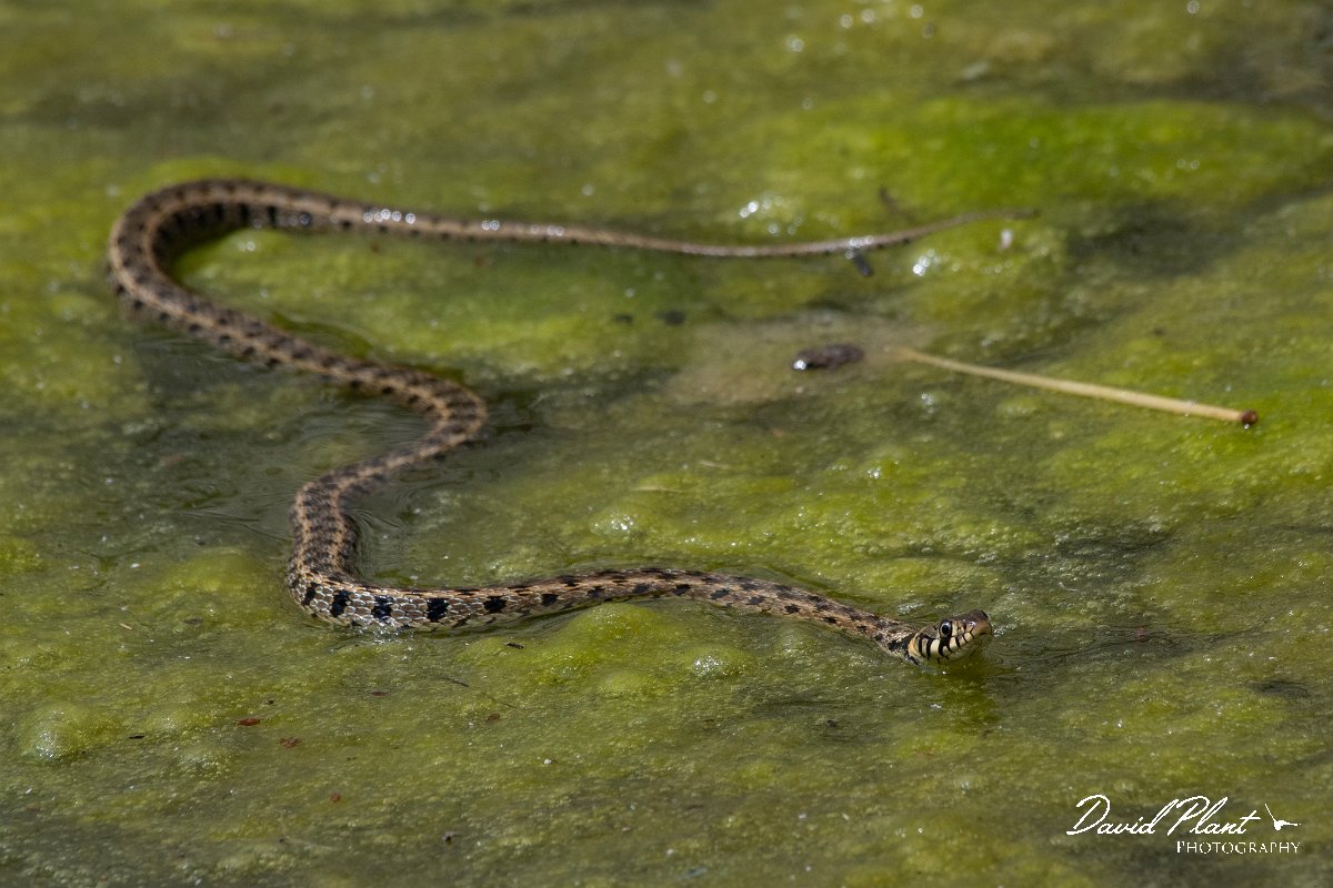 DPPhotography - Lesvos - Grass snake - G.jpg - Grass snake - Anaxos, Lesvos