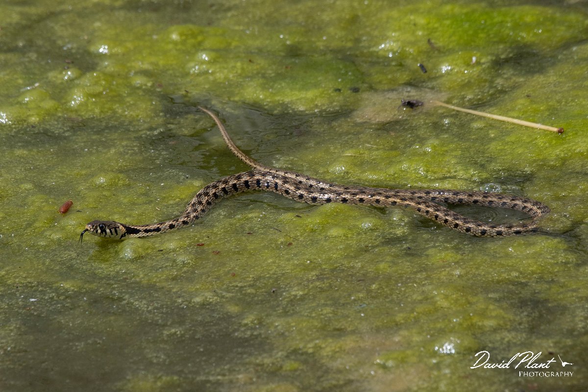 DPPhotography - Lesvos - Grass snake - H.jpg - Grass snake - Anaxos, Lesvos