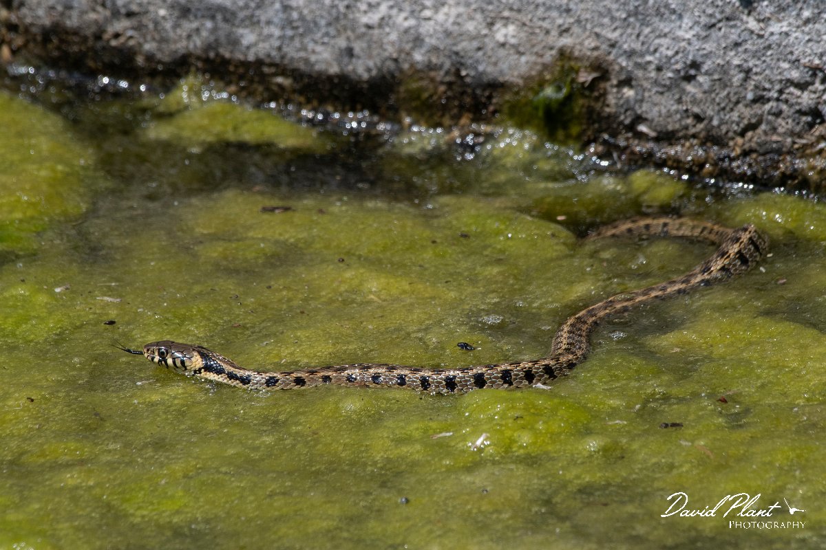 DPPhotography - Lesvos - Grass snake - I.jpg - Grass snake - Anaxos, Lesvos