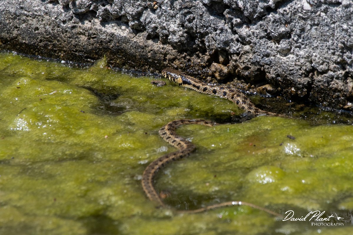 DPPhotography - Lesvos - Grass snake - J.jpg - Grass snake - Anaxos, Lesvos