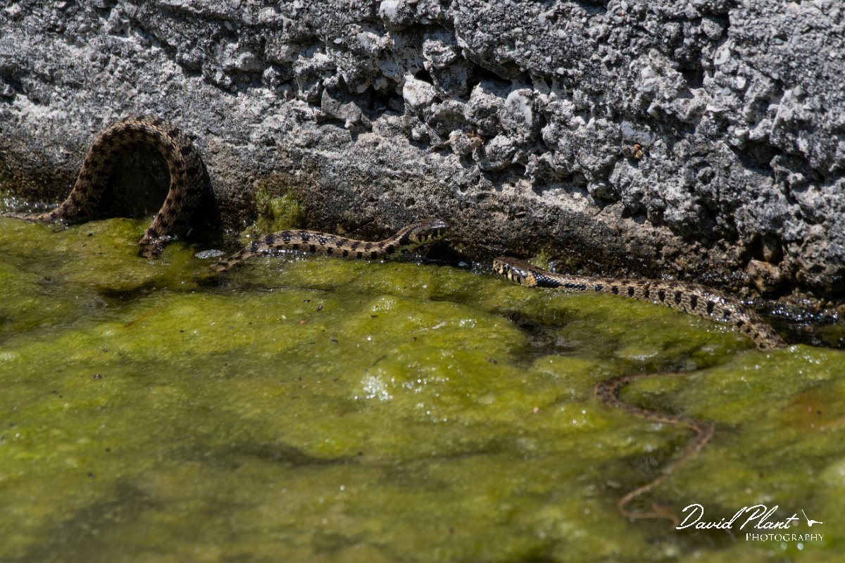 DPPhotography - Lesvos - Grass snake - L.jpg - Grass snake - Anaxos, Lesvos