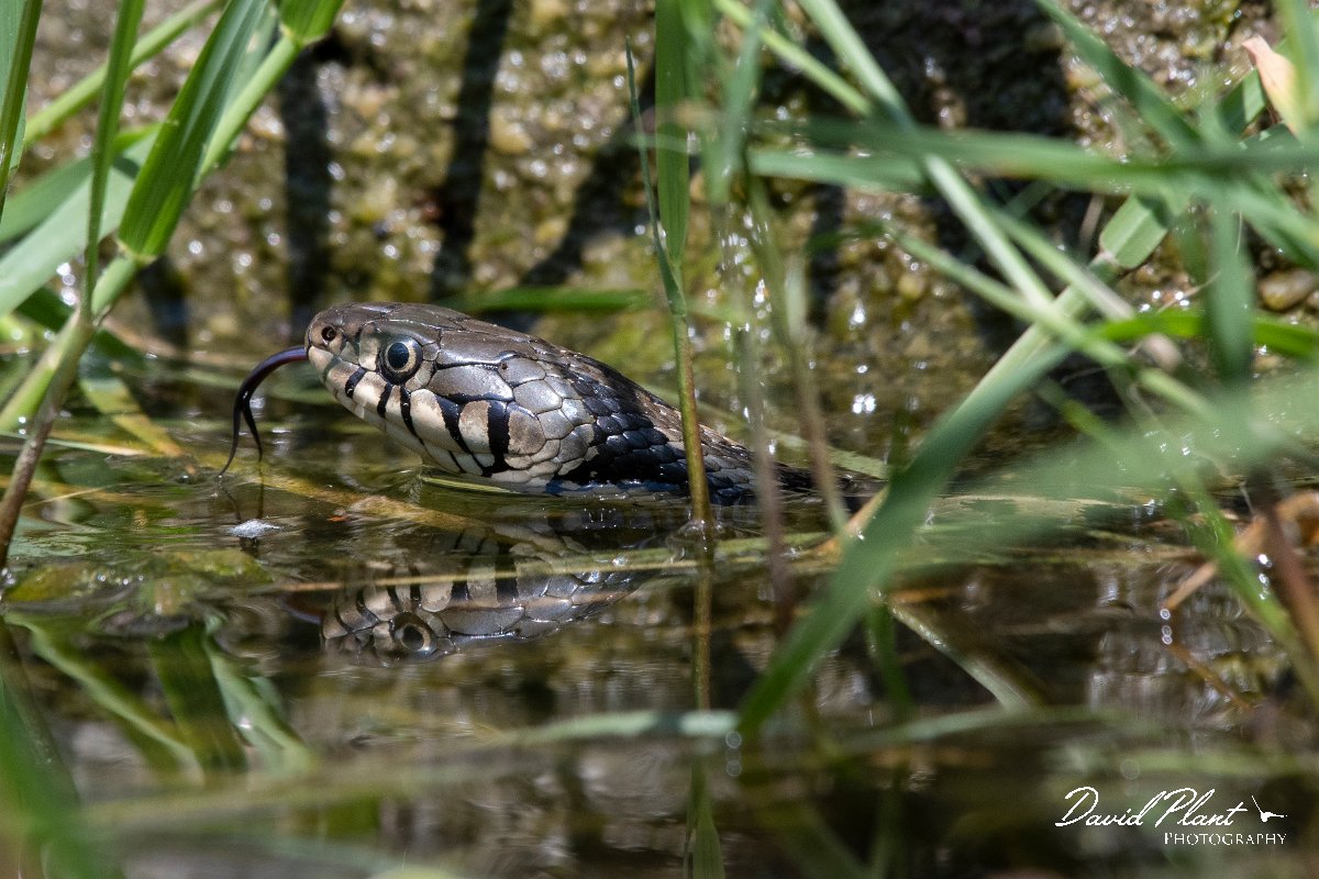 DPPhotography - Lesvos - Grass snake - M.jpg - Grass snake - Anaxos, Lesvos