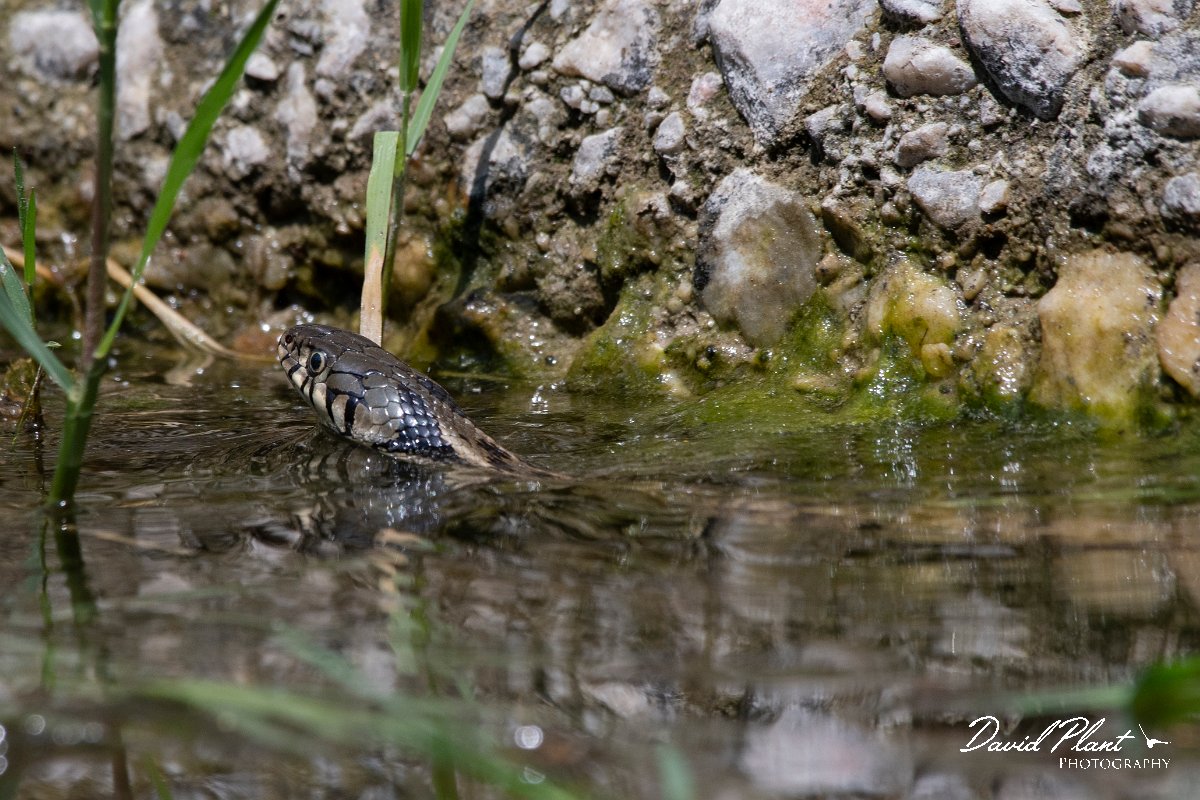 DPPhotography - Lesvos - Grass snake - N.jpg - Grass snake - Anaxos, Lesvos