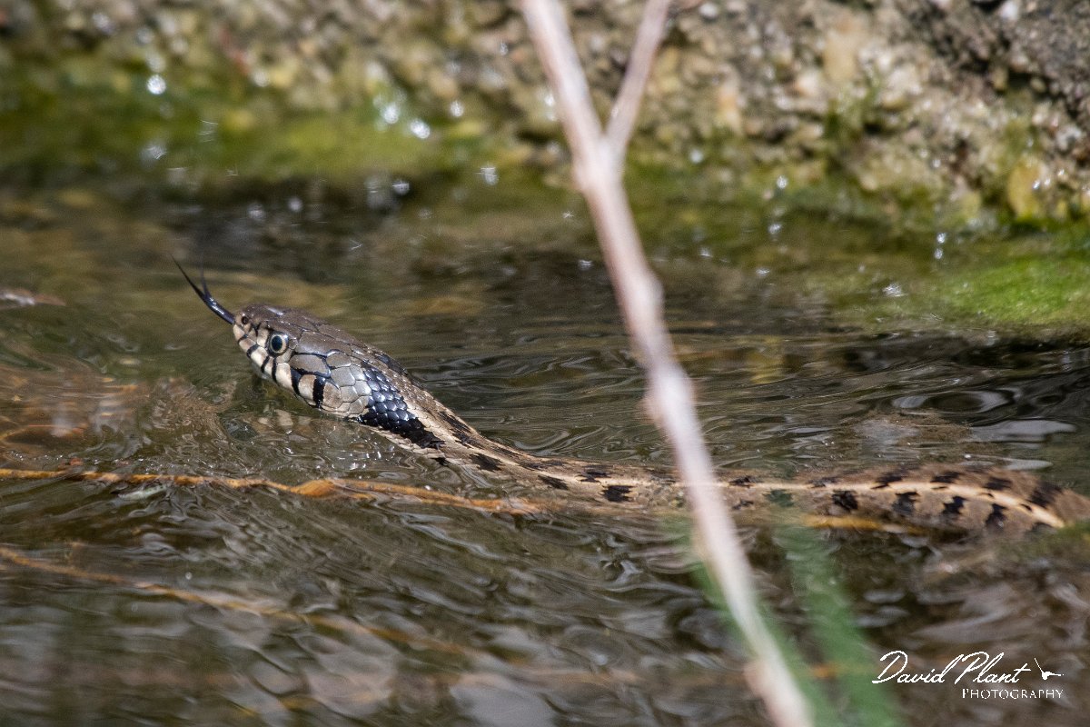 DPPhotography - Lesvos - Grass snake - O.jpg - Grass snake - Anaxos, Lesvos