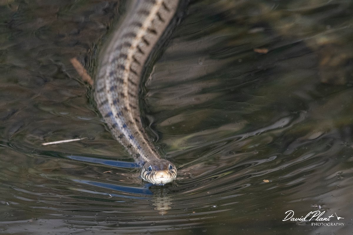 DPPhotography - Lesvos - Grass snake - P.jpg - Grass snake - Dipi Larisos reedbed, Lesvos