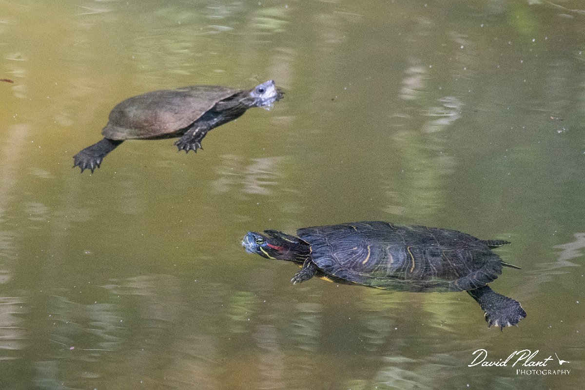 DPPhotography - Lesvos - Red-eared slider - A.jpg - Red-eared slider, Trachemys scripta elegans - Achladeri forest, Lesvos