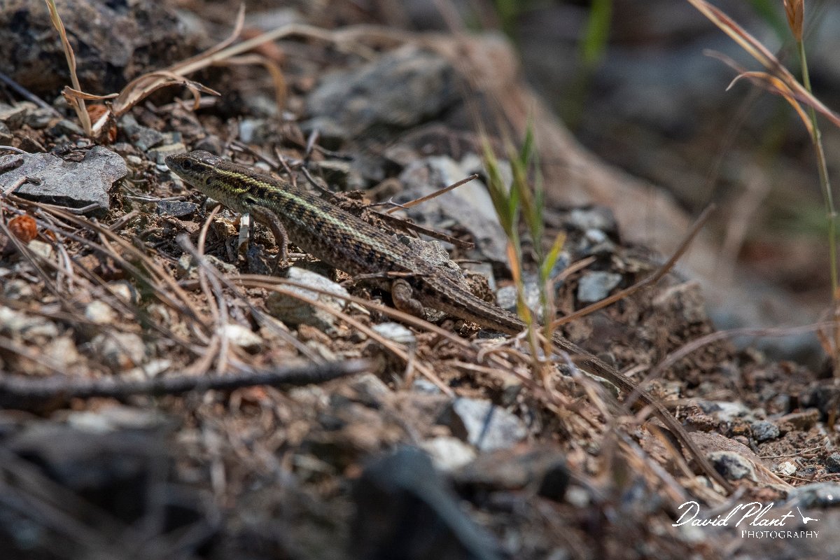 DPPhotography - Lesvos - Snake-eyed lizard - A.jpg - Snake-eyed lizard - Achladeri forest, Lesvos