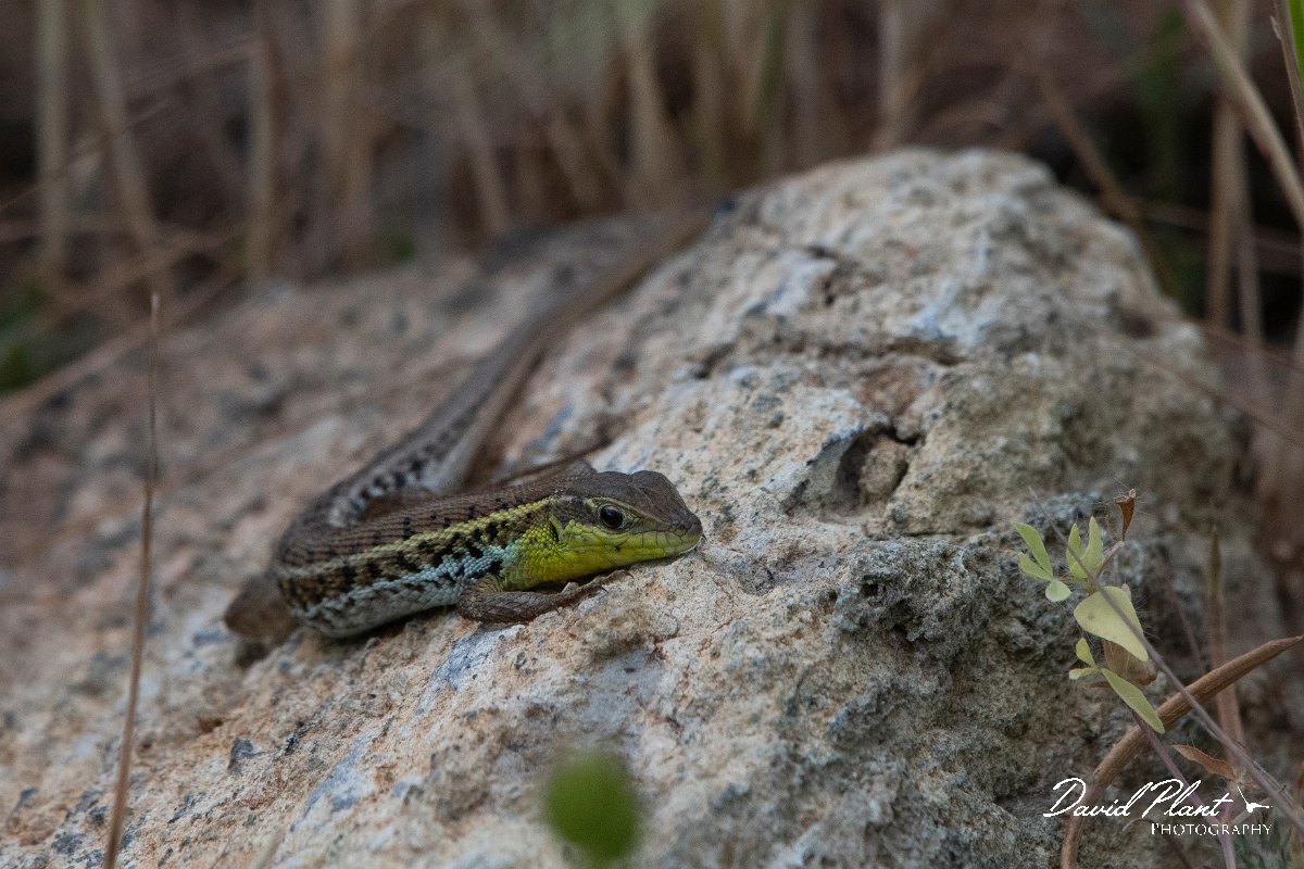 DPPhotography - Lesvos - Snake-eyed lizard - D.jpg - Snake-eyed lizard - Mikri Limni, Lesvos