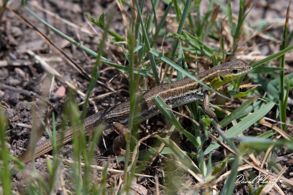 DPPhotography - Lesvos - Snake-eyed lizard - E.jpg - Snake-eyed lizard - Mikri Limni, Lesvos