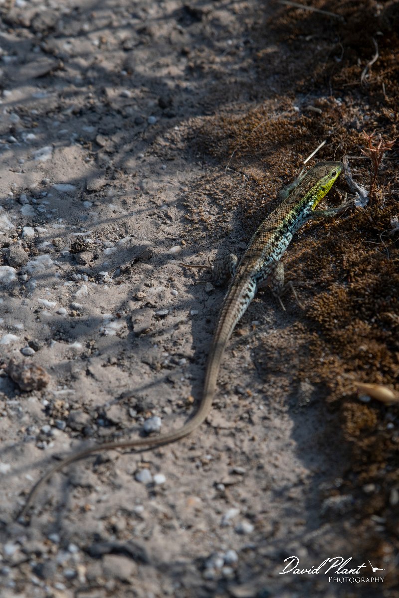 DPPhotography - Lesvos - Snake-eyed lizard - F.jpg - Snake-eyed lizard - Perasma reservoir, Lesvos