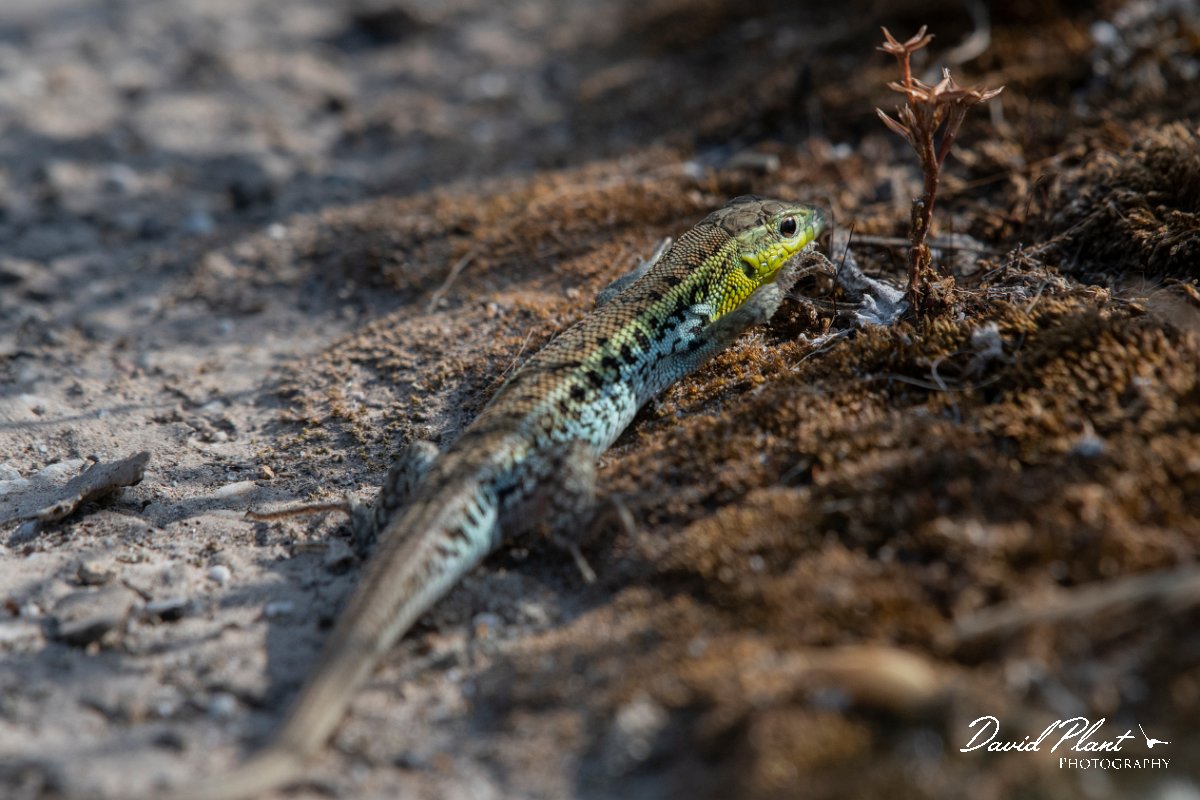 DPPhotography - Lesvos - Snake-eyed lizard - G.jpg - Snake-eyed lizard - Perasma reservoir, Lesvos
