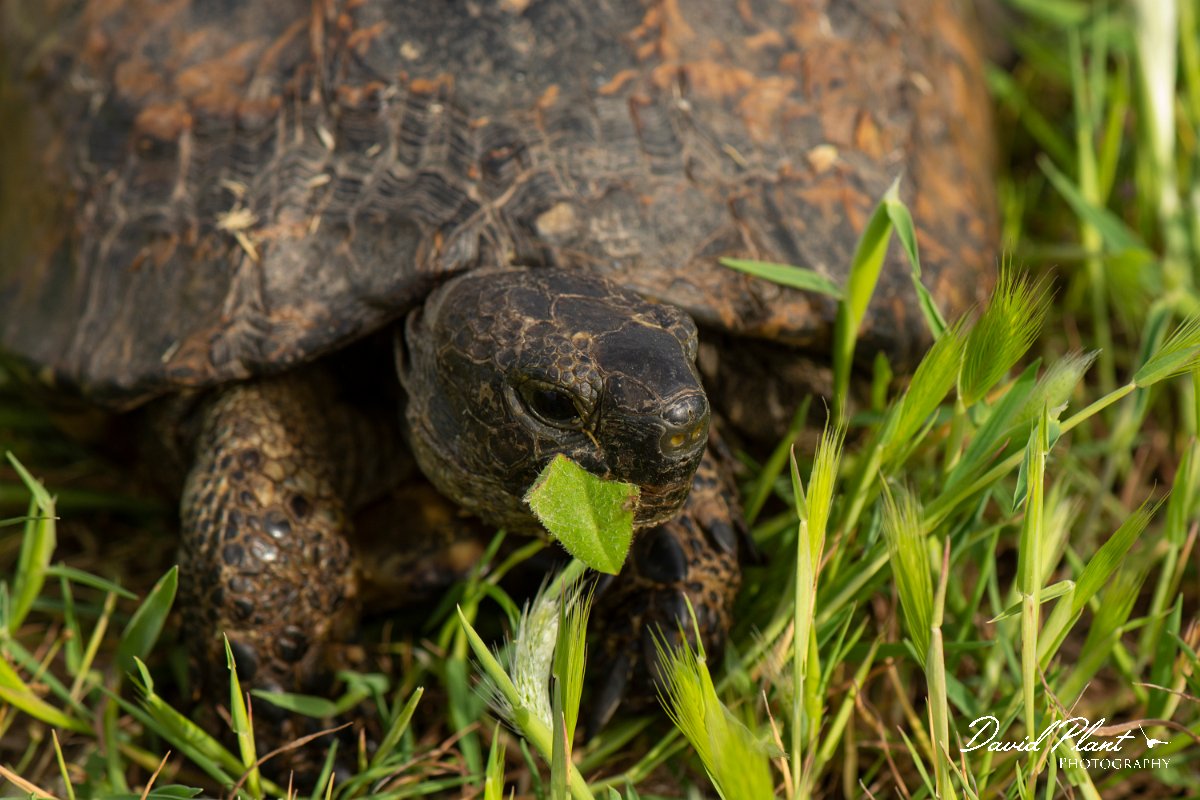 DPPhotography - Lesvos - Spur-thighed tortoise - C.jpg - Spur-thighed tortoise - Alykes wetlands, Lesvos