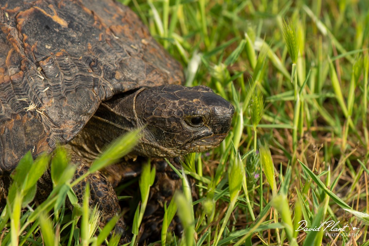 DPPhotography - Lesvos - Spur-thighed tortoise - D.jpg - Spur-thighed tortoise - Alykes wetlands, Lesvos