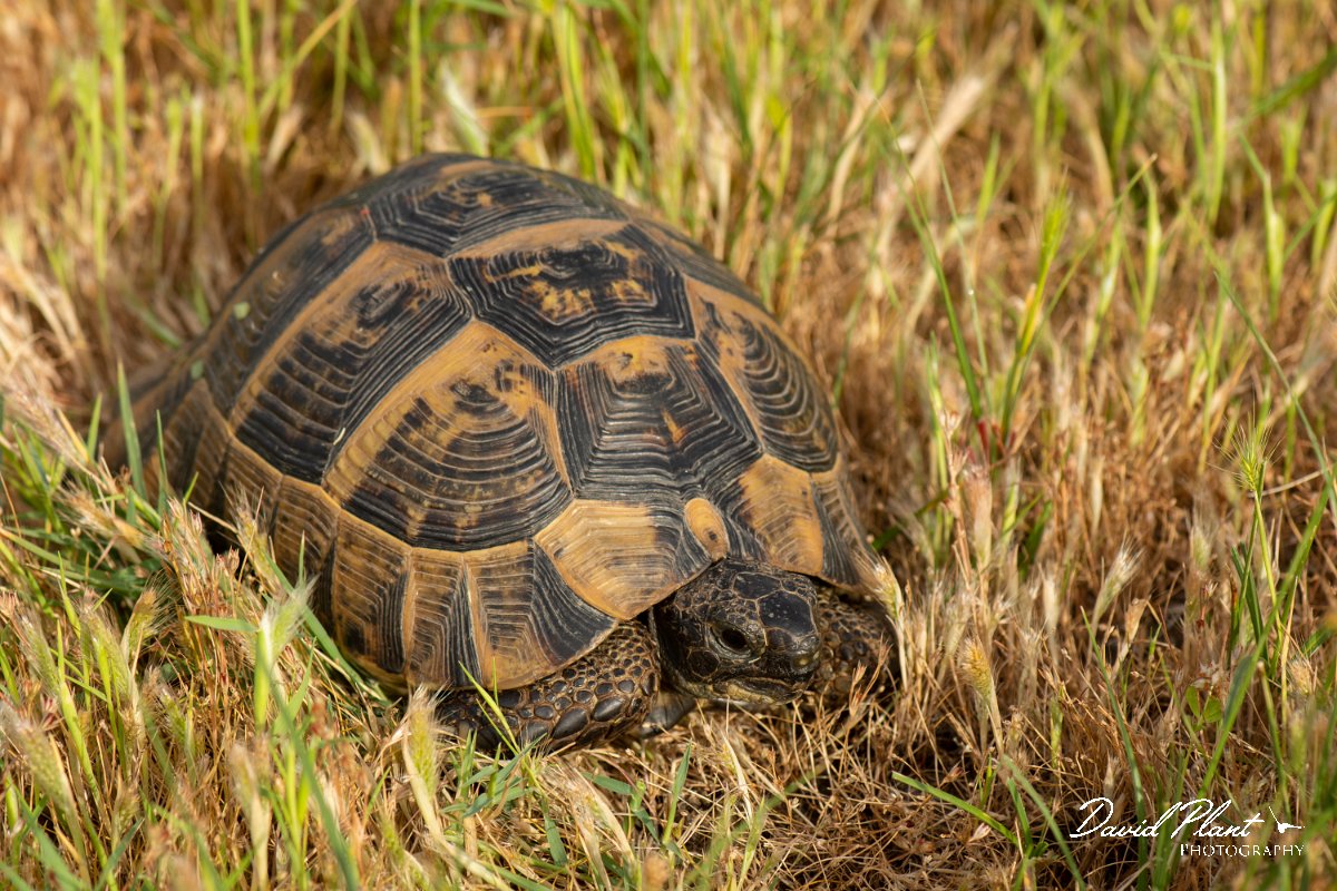 DPPhotography - Lesvos - Spur-thighed tortoise - E.jpg - Spur-thighed tortoise - Alykes wetlands, Lesvos