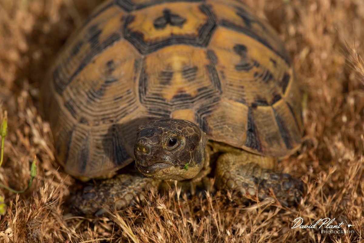DPPhotography - Lesvos - Spur-thighed tortoise - G.jpg - Spur-thighed tortoise - Alykes wetlands, Lesvos