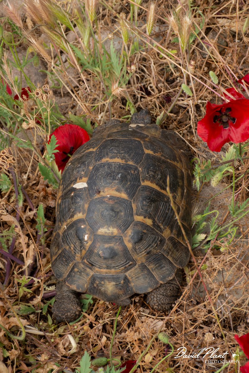 DPPhotography - Lesvos - Spur-thighed tortoise - H.jpg - Spur-thighed tortoise - Ipsilou Monastery, Lesvos