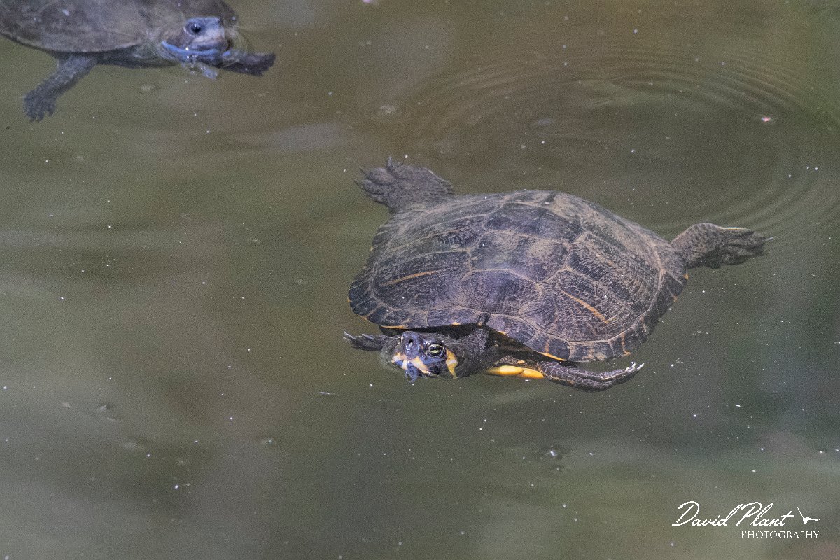 DPPhotography - Lesvos - Yellow-bellied slider - A.jpg - Yellow-bellied slider, Trachemys scripta scripta - Achladeri forest, Lesvos