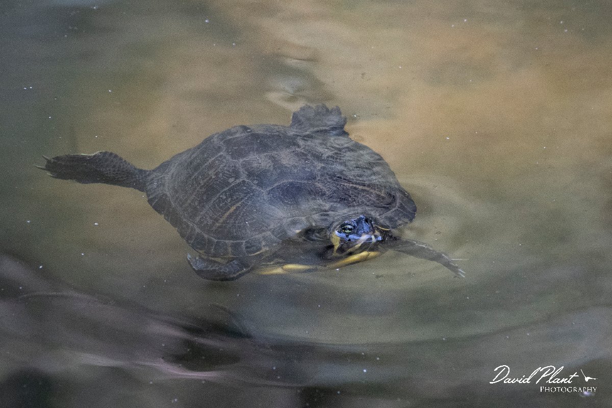 DPPhotography - Lesvos - Yellow-bellied slider - B.jpg - Yellow-bellied slider, Trachemys scripta scripta - Achladeri forest, Lesvos