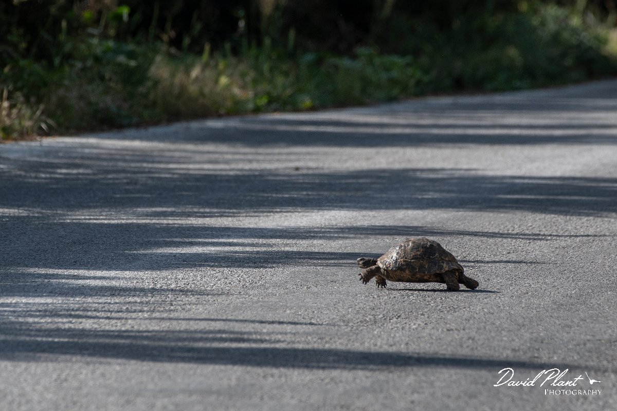 _DSC6003.jpg - Spur-thighed tortoise - Agiasos sanatorium, Lesvos