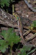DPPhotography - Lesvos - Balkan green lizard - A