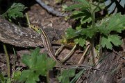 DPPhotography - Lesvos - Balkan green lizard - B