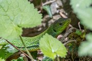 DPPhotography - Lesvos - Balkan green lizard - D