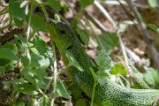 DPPhotography - Lesvos - Balkan green lizard - E