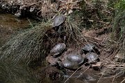 DPPhotography - Lesvos - Balkan pond turtle - A
