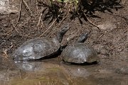 DPPhotography - Lesvos - Balkan pond turtle - B