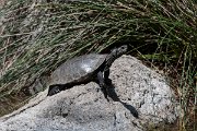 DPPhotography - Lesvos - Balkan pond turtle - C