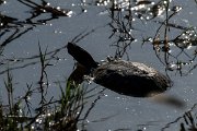 DPPhotography - Lesvos - Balkan pond turtle - D