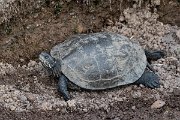 DPPhotography - Lesvos - Balkan pond turtle - E