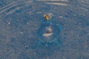 DPPhotography - Lesvos - Balkan pond turtle - H