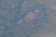 DPPhotography - Lesvos - Balkan pond turtle - I