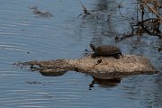 DPPhotography - Lesvos - Balkan pond turtle - J