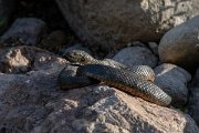 DPPhotography - Lesvos - Dice snake - B
