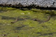 DPPhotography - Lesvos - Grass snake - C
