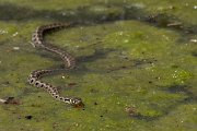 DPPhotography - Lesvos - Grass snake - D