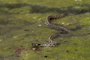 DPPhotography - Lesvos - Grass snake - E
