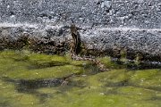 DPPhotography - Lesvos - Grass snake - F
