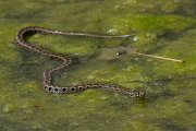 DPPhotography - Lesvos - Grass snake - G