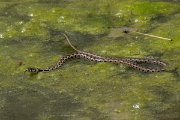 DPPhotography - Lesvos - Grass snake - H