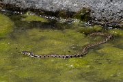 DPPhotography - Lesvos - Grass snake - I